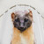 European Pine Marten Watercolor Shower Curtain