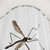 Crane Fly Shower Curtain - Unique Insect Home Decor