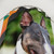 Bull Terrier Dog Design Shower Curtain
