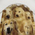Adorable Golden Retriever Shower Curtain