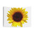 Beautiful big sunflower tapestry wall hanging
