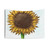Sunflower Colored Pencil Drawing Tapestry