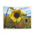 Sunflower field tapestry wall hanging