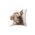 Highland Cow Decorative Throw Pillow