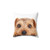 Norfolk Terrier Pillow for Pet Owners