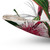 Hakea Flower Decorative Pillow