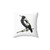 Australian Magpie Drawing Pillow - Iconic Collingwood Bird