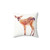 Soft and Cozy Fawn Pillow for Nature-Inspired Home Decor