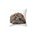 Chocolate/Brown Cockapoo Puppy on White Background Throw Pillow