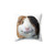 Cute Guinea Pig Pillow with Angeelo the Guinea Pig
