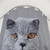 British Shorthair Cat Portrait Shower Curtains