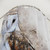 Barn Owl Shower Curtain