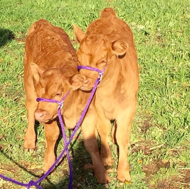 Cattle (Calf size) rope halter Karosel Equestrian