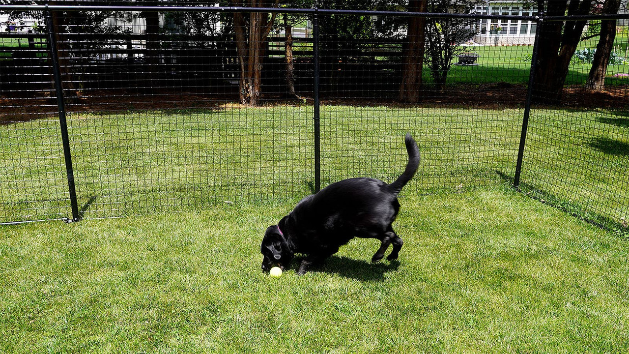 A black lab dog happily playing with a ball inside a fenced area.