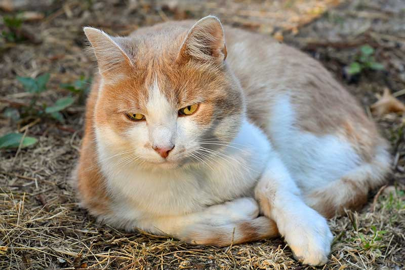 What Are Feral Cats? Easy Pet Fence