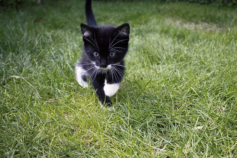 encourage-cat-exercise-easy-pet-fence
