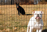 4' x 100' Welded Wire Dog Fence-14 ga. galvanized steel core; 12 ga after Black PVC-Coating, 1.5"x 4" Mesh