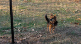 3' x 50' Welded Wire Dog Fence-19 ga. galvanized steel core; 17 ga after Black PVC-Coating, 1" x 1" Mesh