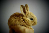 Adopt a Rescue Rabbit