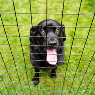 ​The 8 Essentials for Building a Good Dog Fence Outdoors 