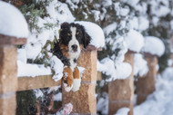 5 Tips To Chill-Proof and Prepare Your Dog Fence for Winter