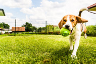 Dog Proof Your Fence