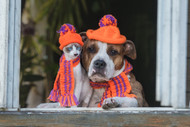 Bracing for the Chill: Safety Tips for Dogs and Cats