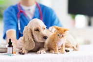 Vaccinating Your Pets: National Pet Immunization Month