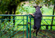 Spot Trouble? How to Identify Weakness in Your Dog Fence 