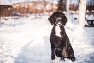 Can You Install a DIY Dog Fence During Winter?