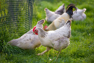 How To Safeguard Your Backyard Chickens From Predators Using Fencing