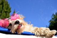 Beat the Heat: How to Keep Your Pet Cool in Summertime