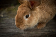 The Best Rabbit Fence for Your Pet's Safety