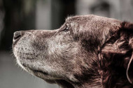 Why Adopt Senior Dogs