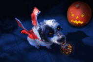 Halloween Pet Health