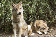 Study: Wolf Like Dog