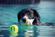 Heat Stroke In Dogs - Summer Pet Safety Tips