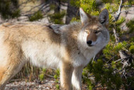 Dog Killed By Coyote