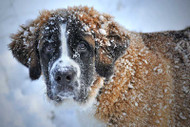 Protect Dogs In Winter