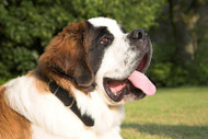 The Largest Dog Breeds