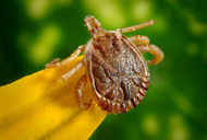 Dog Tick Disease Spreads