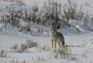 Cat Fends Off Coyotes