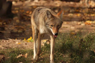 Coyote Attacks: Alert