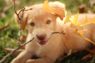 Fall Dog Safety Tips - Prevention & Safety Guide