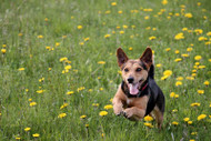 Jumping Doe Attacks Dog