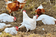 Microchips For Chickens