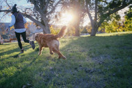 Dog Safety In Summer