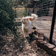 ​Deciphering Cat Fences: Distinguishing Between Good and Bad Options