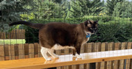 ​ Convenience or Necessity? The Advantages of Fencing for Pet Owners