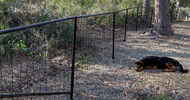 ​Top 5 Reasons Why Easy Pet Fence Is a Game-Changer